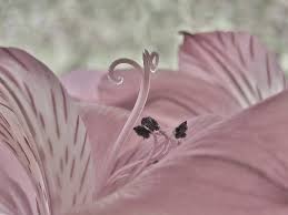 Only the best hd background pictures. Pink Kisses Natures Kisses Pink Lily à® Sharon à® Flickr