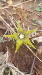 Image result for Orbea dummeri