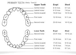 Babies First Teeth Scarsdale Ny Baby Tooth Eruption