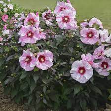 A hibiscus farm produces hibiscus petals on a island with hibiscus petals fertility. Cottage Farms Direct Perennials Hibiscus Summerific Cherry Choco Latte