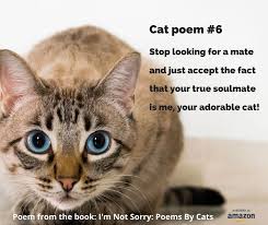 I M Not Sorry Poems By Cats In 2020 Cat Poems Cute Cats Cats
