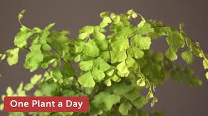 Place the plant in the hole, and fill in around the roots with soil. Adiantum Raddianum Maidenhair Fern Houseplant Care 238 Of 365 Youtube