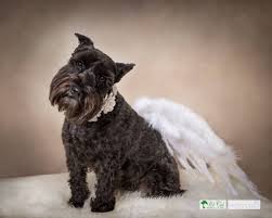 We are proud of both the care we provide as well as our reputation for being a welcoming. Pin On Fine Art Pet Photography By Vasi Studio Palm Beach Usa