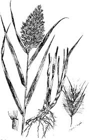 Image result for Phragmites australis