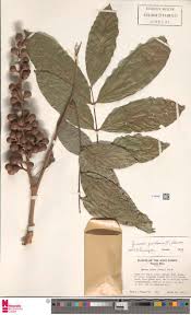 Image result for Otiophora pycnostachys