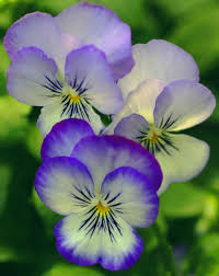 Pansies Pansies Flowers Pansies Beautiful Flowers