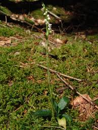 Image result for Triceratorhynchus viridiflorus