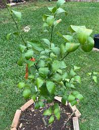 Moreover, they have a sweeter taste which makes a lot of people. My Mom Planted This Meyer Lemon Tree In The Ground For Me Using Potting Soil Leaves Are Curling And Some Turning Yellow Any Ideas On How To Fix Gardening