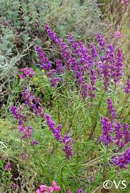 Image result for Allophylus lastoursvillensis