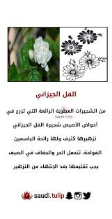 pin by saudi tulip on نبات tulips