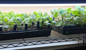 Want To Garden Like A Pro Here S A Simple And Affordable Indoor Grow Light Setup Growjourney