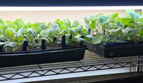 This is maybe more like a ''look what i made'' instead of a instructable, but i will try to make it like a instructable so others can… Want To Garden Like A Pro Here S A Simple And Affordable Indoor Grow Light Setup Growjourney