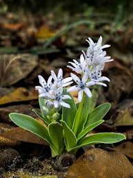 Image result for Crotalaria schliebenii