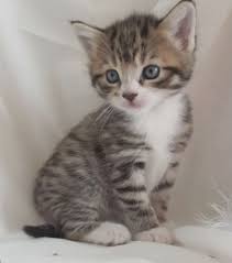 Adorable grey cat with green eyes. Gray Brown And White Kittens With Blue Eyes Google Search Grey Tabby Kittens Tabby Kittens For Sale Grey Kitten