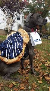 Great Dane Costume Blueberry Great Dane Ish Great Dane Costume Dog Costumes Cute Animals