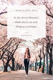 Explore our collection of motivational and famous quotes by cherry blossom quotes. 50 Beautiful And Brilliant Quotes About Cherry Blossoms Phmillennia
