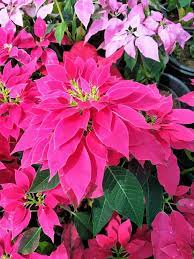Pink Poinsettia Flowers Container Gardening Succulent Gardening Plants