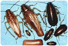 German Cockroaches General Pest Ohio