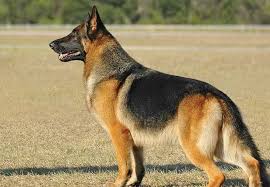 وفي الولايات المتحدة حالياً، جيش من 2000 مالينوا بلجيكي، وأيضا الألماني الشهير shepherd في الخدمة العسكرية، ممن عمر الواحد منهم 12 سنة كمعدل. Zawaya Media