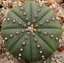 Beyond soil health, ncat and utrgv see their project benefitting public health. Astrophytum Asterias Wikipedia