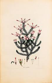 Image result for Erica lanceolifera