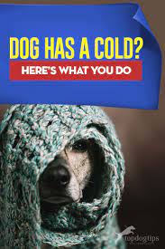 My dog has a cold what can i give him. My Dog Has A Cold What Do I Do Top Dog Tips