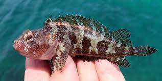 Image result for Blepharis dunensis