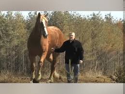 This belgian draft horse radar holds the record for the world's largest horse. World S Tallest Horse Big Jake Dies In Wisconsin At Age 20 Klkn Tv