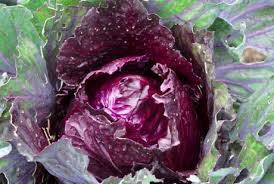 Jun 23, 2021 · gỏi cuốn atau yang juga dikenal vietnam spring roll ini merupakan olahan khas vietnam yang mirip dengan lumpia. Dataran Rendah Archives Jurustani