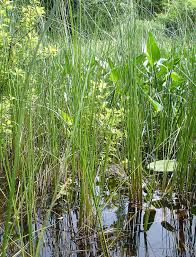 Image result for Carex leptosaccus
