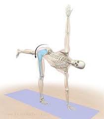 Anatomic Sequencing Revolved Half Moon Pose With Images Yoga Anatomy