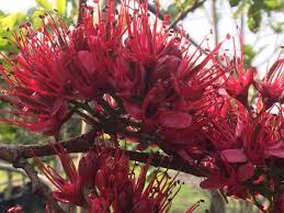 Image result for Schotia brachypetala