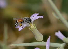 Honey bees represent only a small fraction of the roughly 20,000 known species of bees. Apis Florea Wikipedia