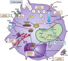 Email.it ® è un marchio registrato di email.it srl in italia. Dysregulated Signalling Pathways In Innate Immune Cells With Cystic Fibrosis Mutations Springerlink