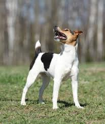 resultat de recherche d images pour parson russell terrier terrier hund parson russell terrier russell terrier