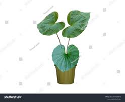 Image result for Nervilia sp.no.4