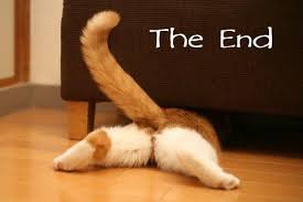 Cat The End Funny Dog Photos Cats Funny Animal Pictures