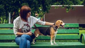 Maybe you would like to learn more about one of these? Programs Cabot Animal Support Services Cass