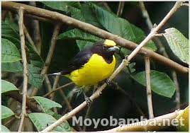 Pin En Aves