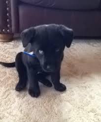 Black And Blue Eyes Husky Lab Husky Mix Husky Mix Cute Cats And Dogs Puppies With Blue Eyes