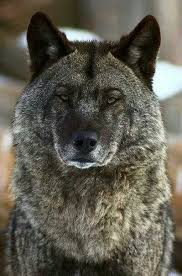 Pin By Gunay Cakmak On Wolves Wolf Dog Animals Wild Dogs