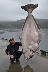 Beratnya sekitar 1,517 ton dengan panjang 7,2 m. 10 Ikan Paling Besar Pernah Ditangkap Dalam Sejarah Iluminasi