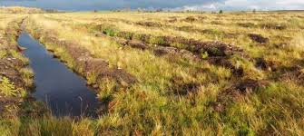 Several of the uc forms are acrobat files that employers can download and fill in at their computer. The Trust Strongly Objects To Any Planting Of Trees On Peatlands Including At Berrier End Cumbria Wildlife Trust