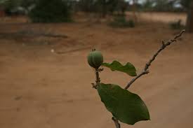 Image result for Drypetes mossambicensis