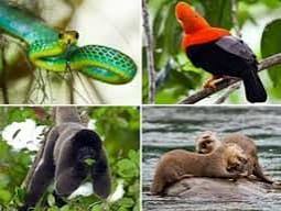 Quizz sobre animales nativos, exóticos y silvestres | Quizalize
