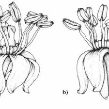 So a bee going to blackberries, keeps going to blackberries until there are no more blackberry flowers, then she will switch to something else. Pdf Africanized Honey Bees Pollinate And Preempt The Pollen Of Spondias Mombin Anacardiaceae Flowers