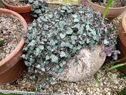 Check spelling or type a new query. String Of Hearts Plant Care Ceropegia Woodii Smart Garden Guide