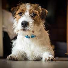 Jack Russell Terrier Pdsa
