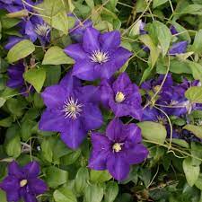 Plant profile of clematis 'lady betty balfour' on gardenersworld.com. Clematis Lady Betty Balfour