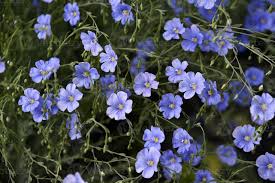 Image result for Linaceae